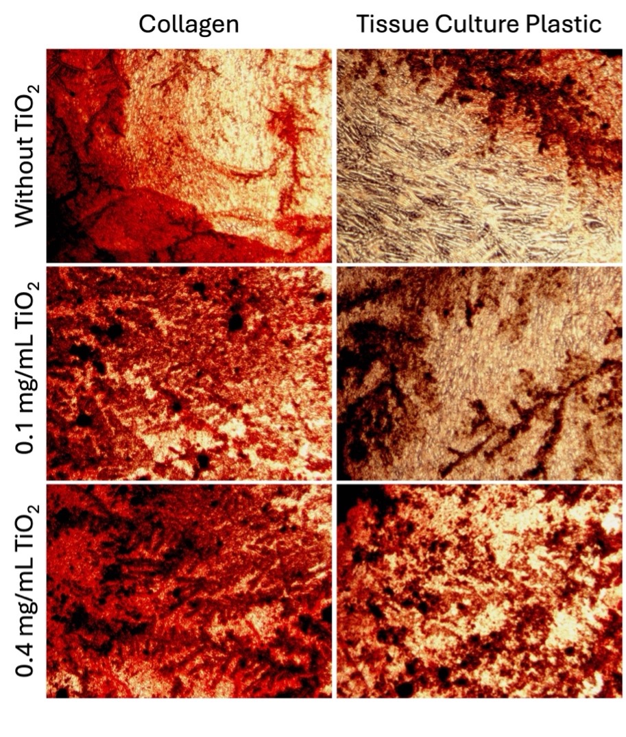 Imaging showing cell growth on collagen and tissue culture plastic with and without titanium dioxide